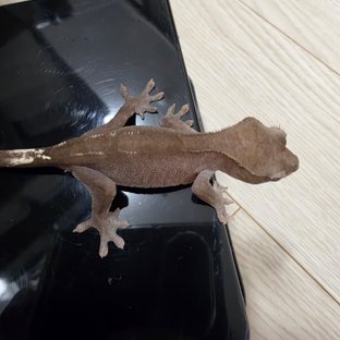 파이드 아잔틱