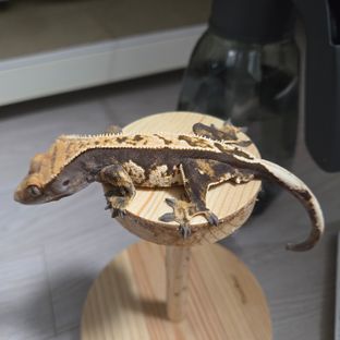 100%헷아잔틱