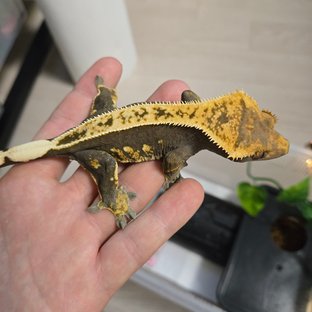 100%헷아잔틱