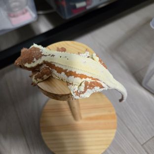 프라푸치노