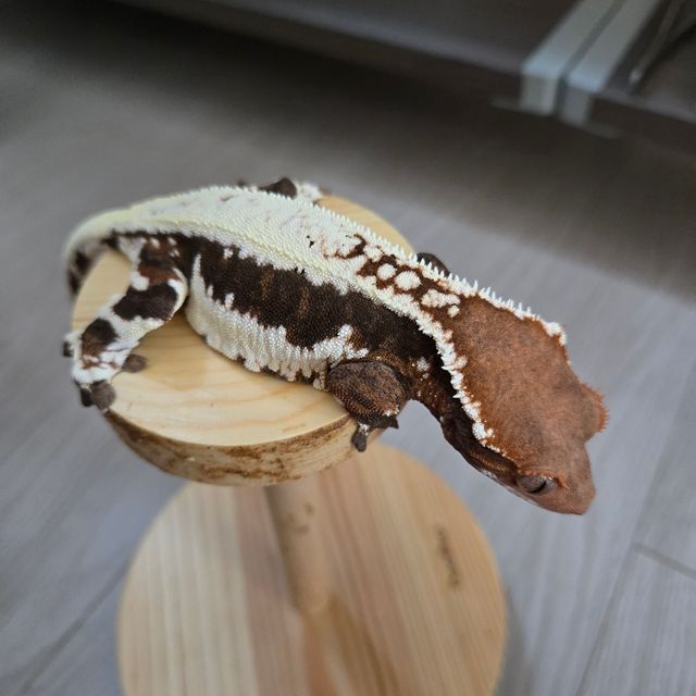 프라푸치노