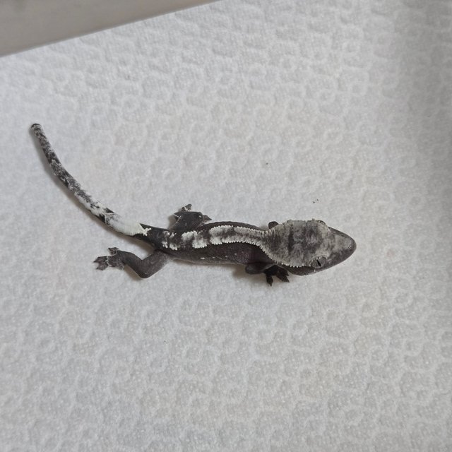 아잔틱