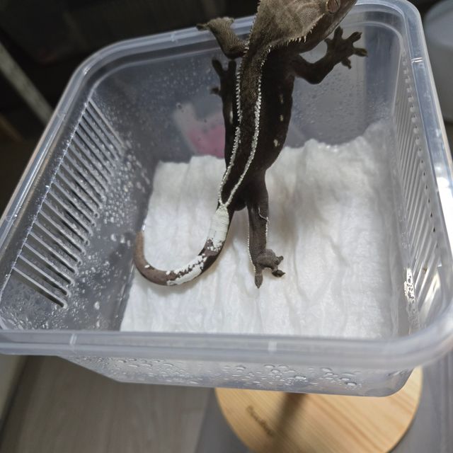 아잔틱