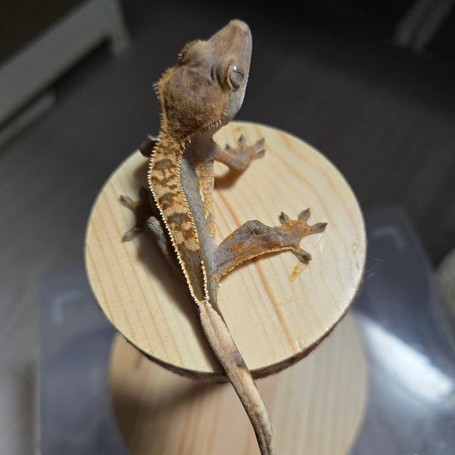 100%헷아잔틱
