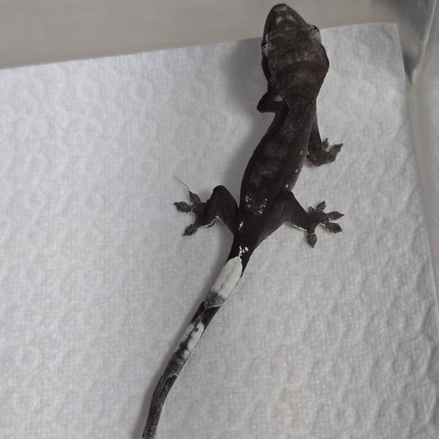 아잔틱