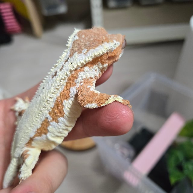 프라푸치노