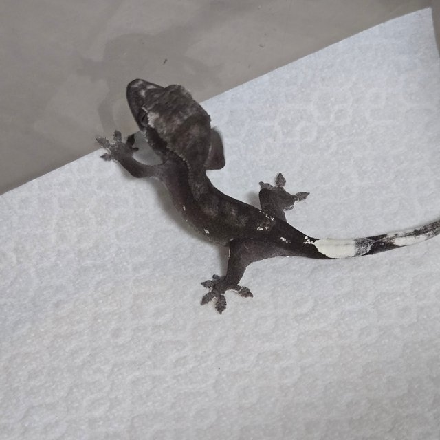 아잔틱
