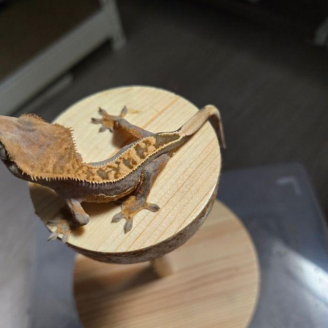 100%헷아잔틱