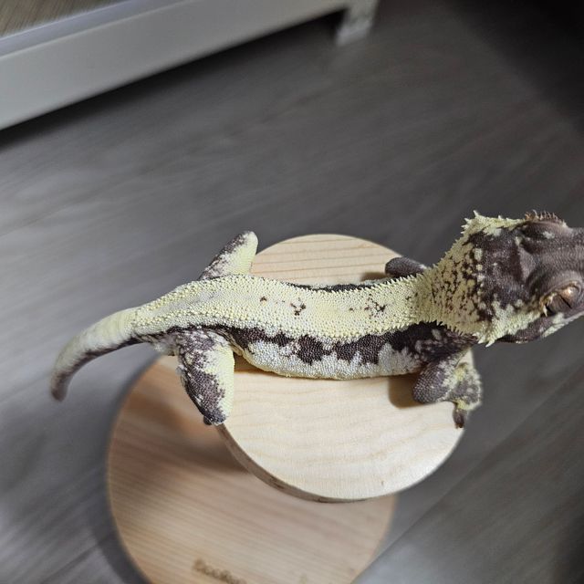 릴리 세이블