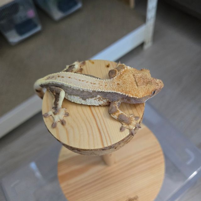 릴리100%헷아잔틱