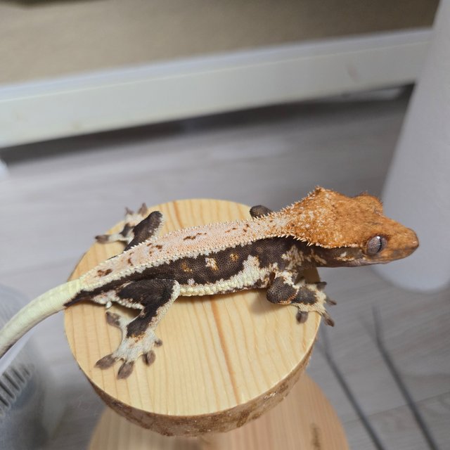 릴리100%헷아잔틱