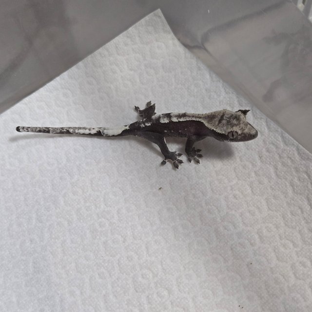 아잔틱