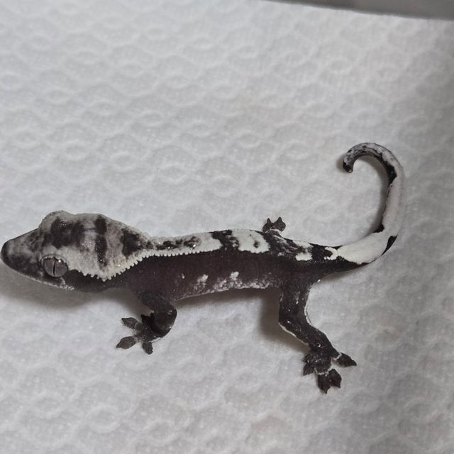 아잔틱