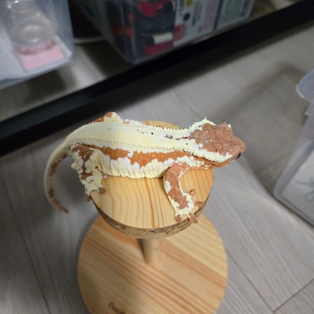 프라푸치노