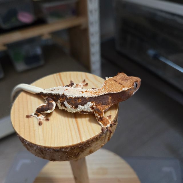 릴리100%헷아잔틱