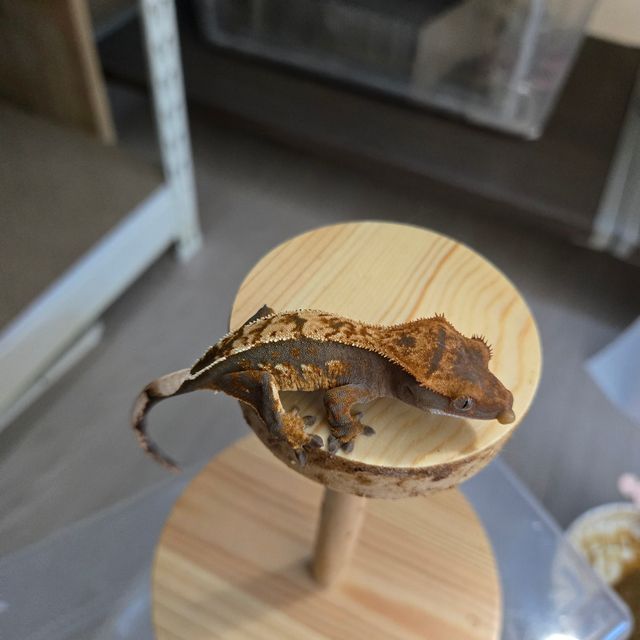 100%헷아잔틱