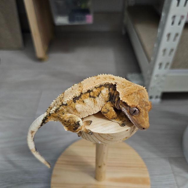 100%헷초초