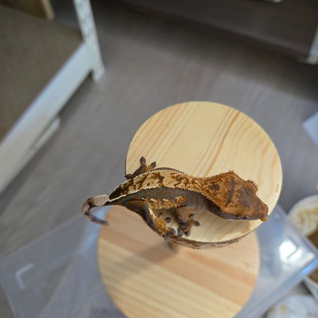 100%헷아잔틱