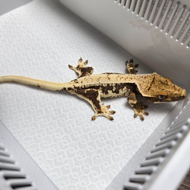 릴리100%헷아잔틱