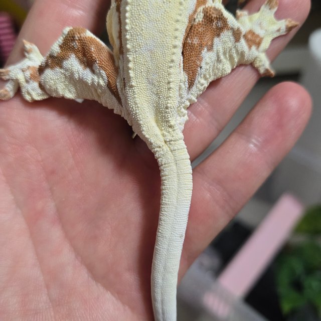 프라푸치노