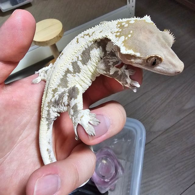 프라푸치노