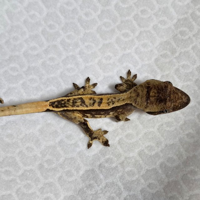 노멀