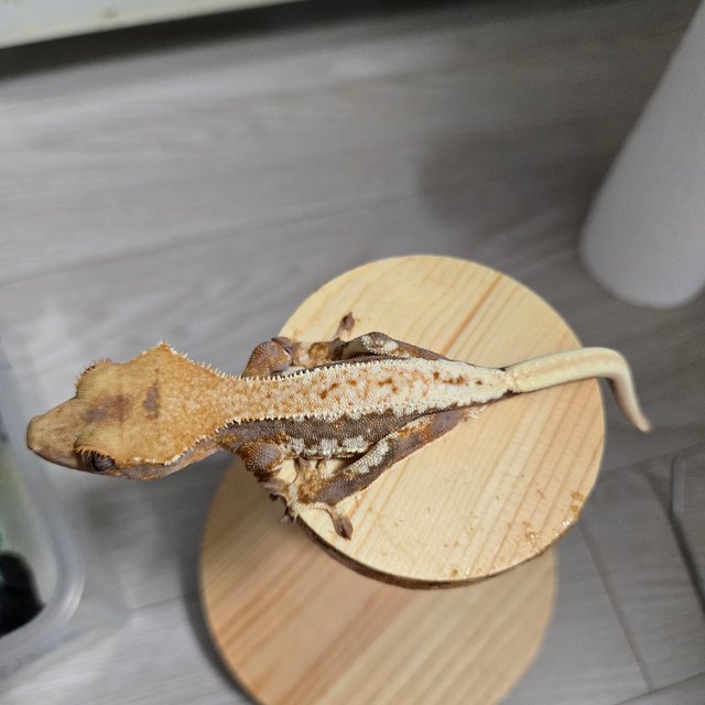 릴리100%헷아잔틱