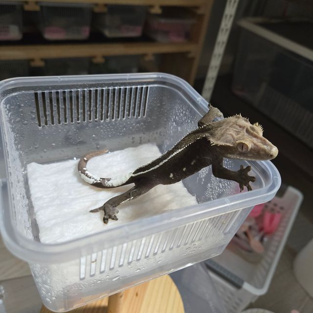 아잔틱