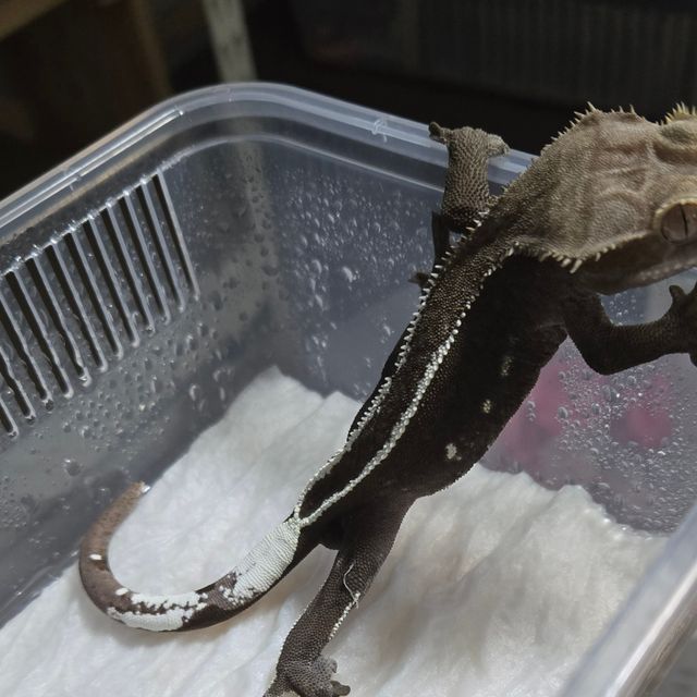 아잔틱