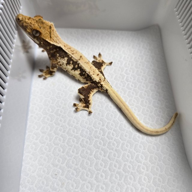 릴리100%헷아잔틱