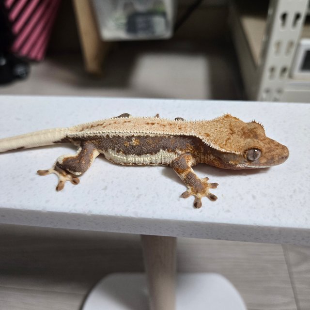 릴리100%헷아잔틱