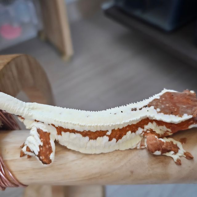 프라푸치노