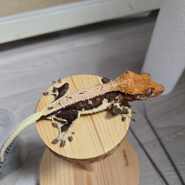 릴리100%헷아잔틱