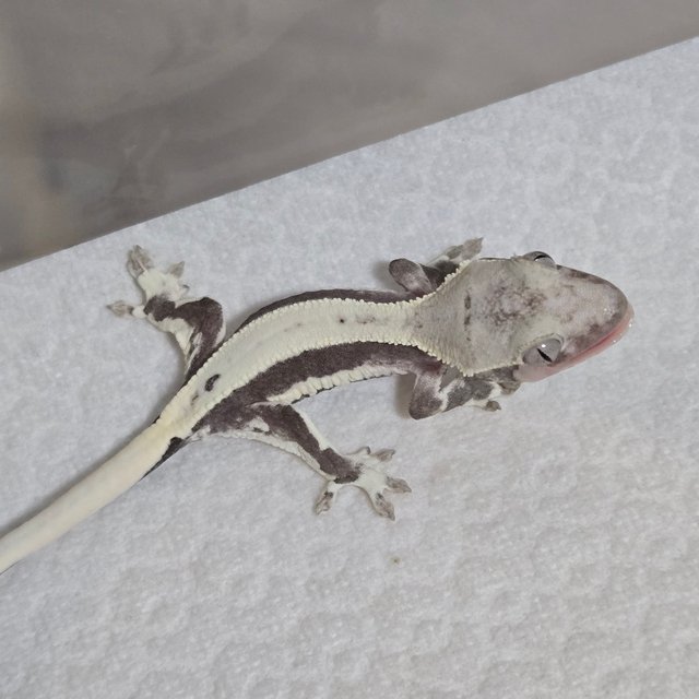 릴잔틱