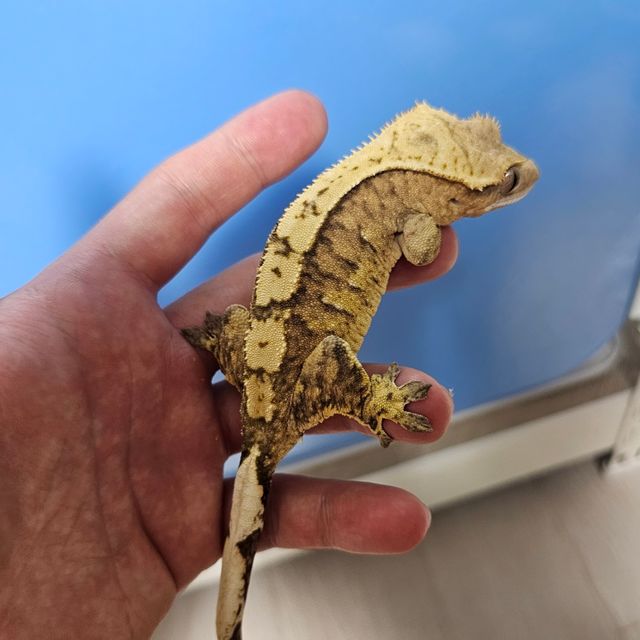 100%헷아잔틱