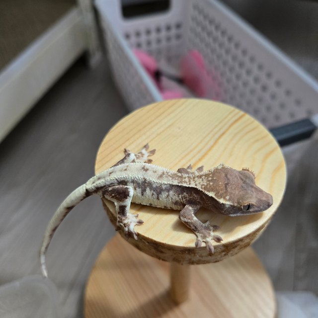 프라푸치노 100%헷아잔틱