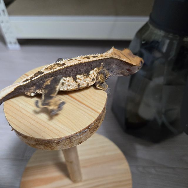 100%헷아잔틱