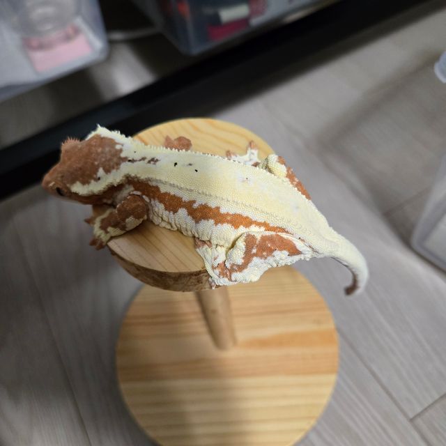 프라푸치노