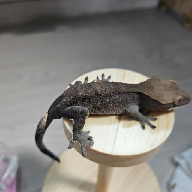 챠콜