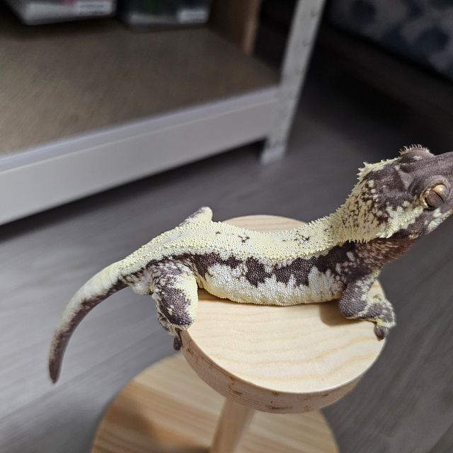 릴리 세이블
