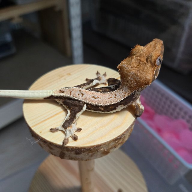 릴리100%헷아잔틱
