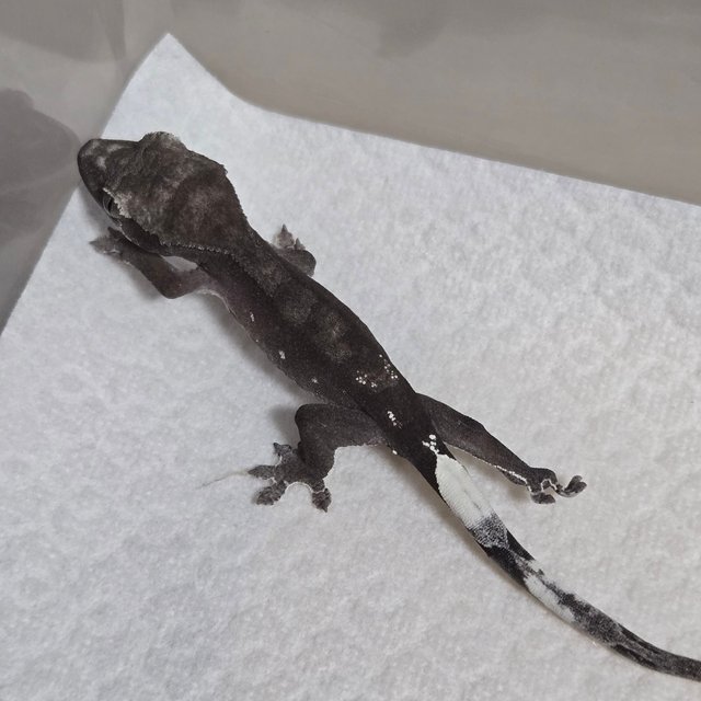 아잔틱