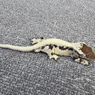 프라푸치노