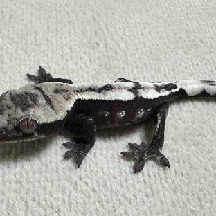 세이블 아잔틱