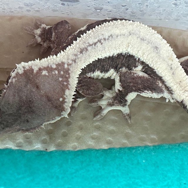 릴리 세이블 100%헷아잔틱