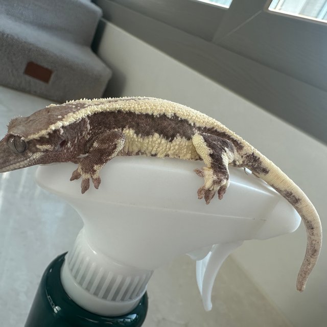 릴리 세이블 100%헷아잔틱