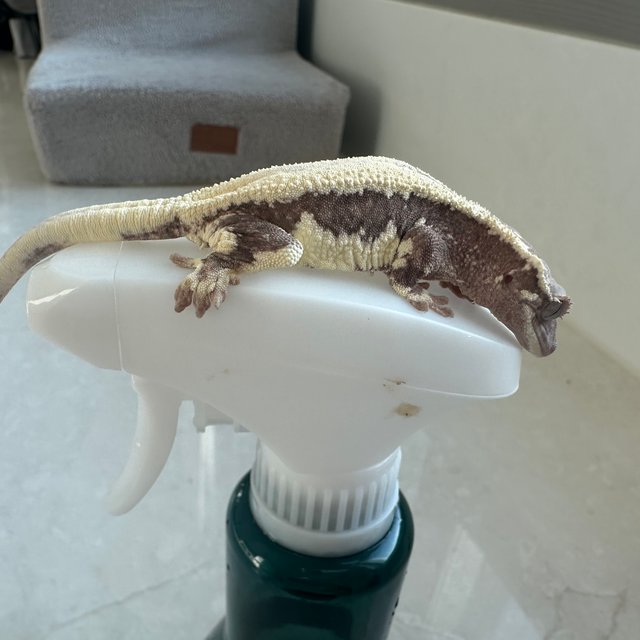 릴리 세이블 100%헷아잔틱