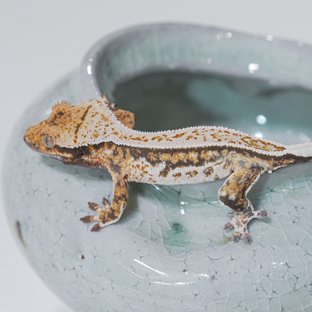 노멀 핀스트라이프