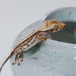 노멀 핀스트라이프