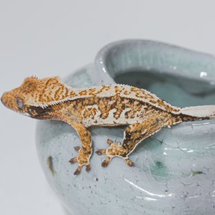 노멀 트라이 핀스트라이프